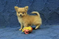 Beanie, a male Chihuahua for sale in Hickory, NC – 7 of 10