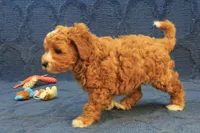 Patches, a male Cavapoo and Poodle - Toy  for sale in Hickory, NC – 7 of 10