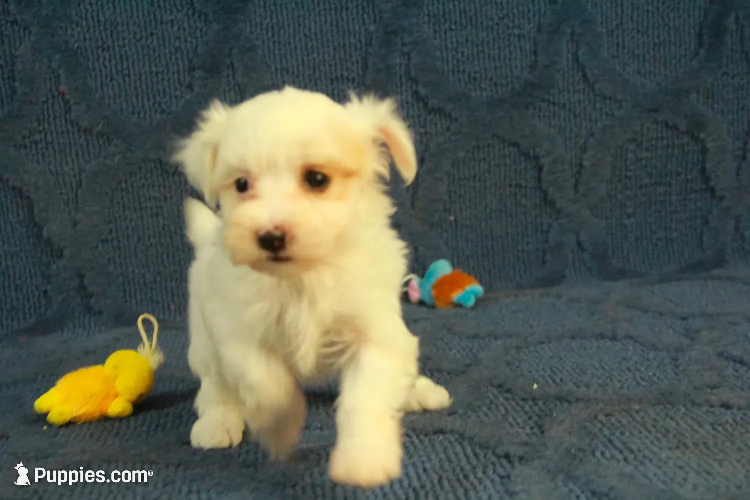 Cupcake, a female Maltipoo for sale in Hickory, NC – 1 of 10