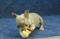 Claire, a female French Bulldog for sale in Hickory, NC – 3 of 10