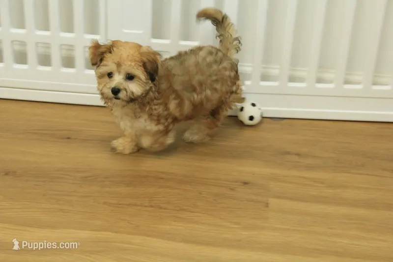Sophie – Maltipoo puppy for sale in Hickory, NC