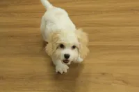 Archie NEUTERED, a male Cavachon for sale in Hickory, NC – 6 of 10