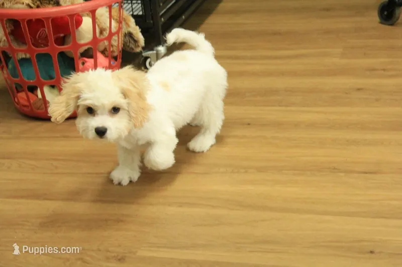 Archie NEUTERED – Cavachon puppy on hold in Hickory, NC