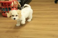 Archie NEUTERED, a male Cavachon for sale in Hickory, NC – 1 of 10