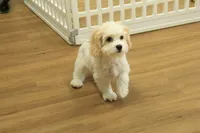 Archie NEUTERED, a male Cavachon for sale in Hickory, NC – 8 of 10