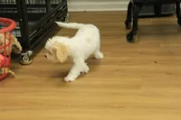 Archie NEUTERED, a male Cavachon for sale in Hickory, NC – 5 of 10