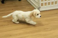 Archie NEUTERED, a male Cavachon for sale in Hickory, NC – 7 of 10