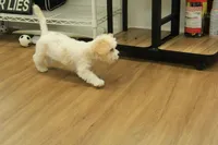 Archie NEUTERED, a male Cavachon for sale in Hickory, NC – 2 of 10