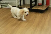Archie NEUTERED, a male Cavachon for sale in Hickory, NC – 3 of 10