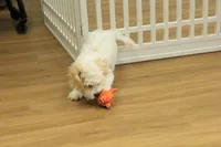 Archie NEUTERED, a male Cavachon for sale in Hickory, NC – 4 of 10