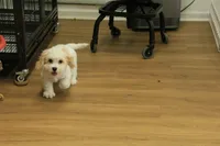 Archie NEUTERED, a male Cavachon for sale in Hickory, NC – 9 of 10