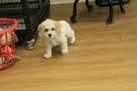 Archie NEUTERED, a male Cavachon for sale in Hickory, NC – 10 of 10