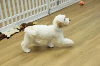 Cupcake, a female Bichon Frise and Maltipoo for sale in Hickory, NC – 8 of 10