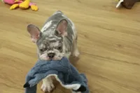 Wrangler, a male French Bulldog for sale in Hickory, NC – 4 of 10