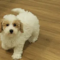 Rory REDUCED NEUTERED, a male Bichon Frise and Poodle - Toy  for sale in Hickory, NC – Photo 1 of 10