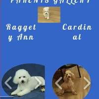 Rory REDUCED NEUTERED, a male Bichon Frise and Poodle - Toy  for sale in Hickory, NC – Photo 10 of 10