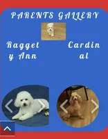 Rory REDUCED, a male Bichon Frise and Poodle - Toy  for sale in Hickory, NC – Photo 10 of 10