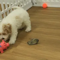 Rory REDUCED NEUTERED, a male Bichon Frise and Poodle - Toy  for sale in Hickory, NC – Photo 3 of 10