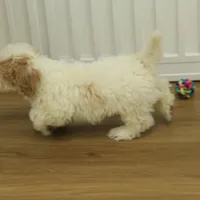 Rory REDUCED NEUTERED, a male Bichon Frise and Poodle - Toy  for sale in Hickory, NC – Photo 2 of 10