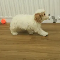 Rory REDUCED NEUTERED, a male Bichon Frise and Poodle - Toy  for sale in Hickory, NC – Photo 6 of 10