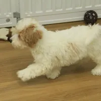 Rory REDUCED NEUTERED, a male Bichon Frise and Poodle - Toy  for sale in Hickory, NC – Photo 8 of 10