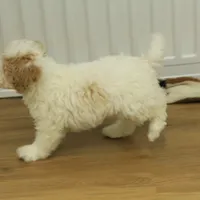 Rory REDUCED NEUTERED, a male Bichon Frise and Poodle - Toy  for sale in Hickory, NC – Photo 4 of 10