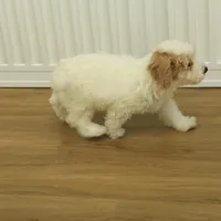 Rory REDUCED NEUTERED, a male Bichon Frise and Poodle - Toy  for sale in Hickory, NC – Photo 7 of 10