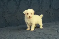 Callie, a female Maltipoo for sale in Hickory, NC – 3 of 9