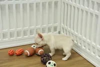 Cowboy, a male French Bulldog for sale in Hickory, NC – 10 of 10