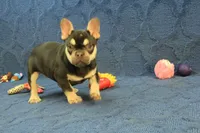 Wilma Chocolate & Tan, a female French Bulldog for sale in Hickory, NC – 3 of 10