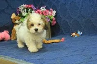 Rocky, a male Cavachon for sale in Hickory, NC – 9 of 10