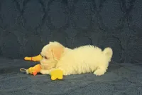 Scott, a male Maltipoo for sale in Hickory, NC – 9 of 10