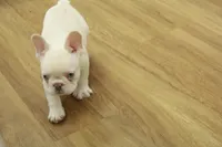 Cowboy, a male French Bulldog for sale in Hickory, NC – 2 of 10