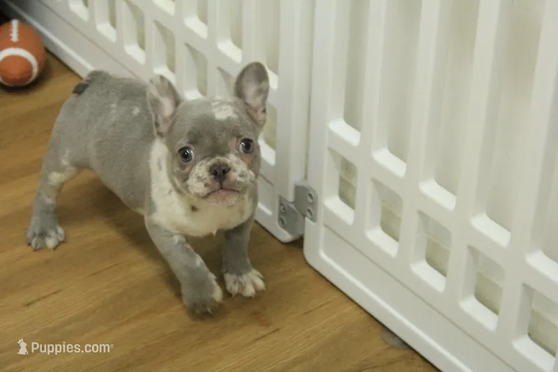 Claire – French Bulldog puppy for sale in Hickory, NC