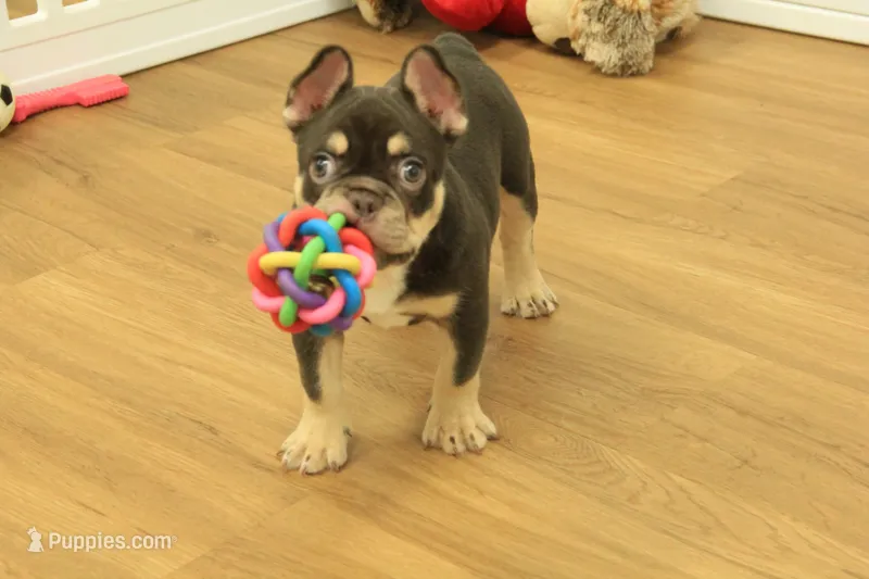 Rover – French Bulldog puppy for sale in Hickory, NC