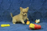 Beanie, a male Chihuahua for sale in Hickory, NC – 3 of 10
