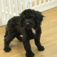 Sully, a female Cavapoo for sale in Hickory, NC – Photo 3 of 9