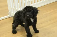 Sully, a female Cavapoo for sale in Hickory, NC – Photo 3 of 10