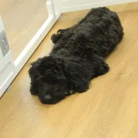 Sully, a female Cavapoo for sale in Hickory, NC – Photo 8 of 9