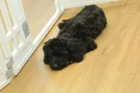 Sully, a female Cavapoo for sale in Hickory, NC – Photo 9 of 10