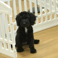 Sully, a female Cavapoo for sale in Hickory, NC – Photo 2 of 9