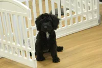 Sully, a female Cavapoo for sale in Hickory, NC – Photo 2 of 10