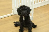 Sully, a female Cavapoo for sale in Hickory, NC – Photo 4 of 10