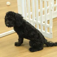 Sully, a female Cavapoo for sale in Hickory, NC – Photo 6 of 9