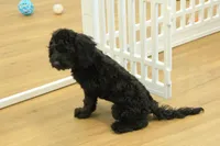 Sully, a female Cavapoo for sale in Hickory, NC – Photo 7 of 10