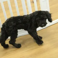 Sully, a female Cavapoo for sale in Hickory, NC – Photo 9 of 9