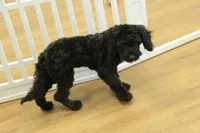 Sully, a female Cavapoo for sale in Hickory, NC – Photo 10 of 10