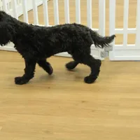 Sully, a female Cavapoo for sale in Hickory, NC – Photo 5 of 9