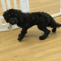 Sully, a female Cavapoo for sale in Hickory, NC – Photo 7 of 9