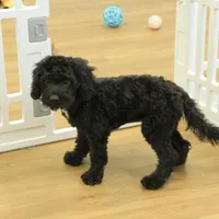 Sully, a female Cavapoo for sale in Hickory, NC – Photo 4 of 9